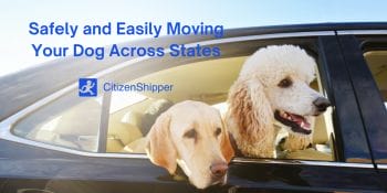 Safe Dog Transportation Across States