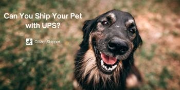 Can you ship your pet with UPS?
