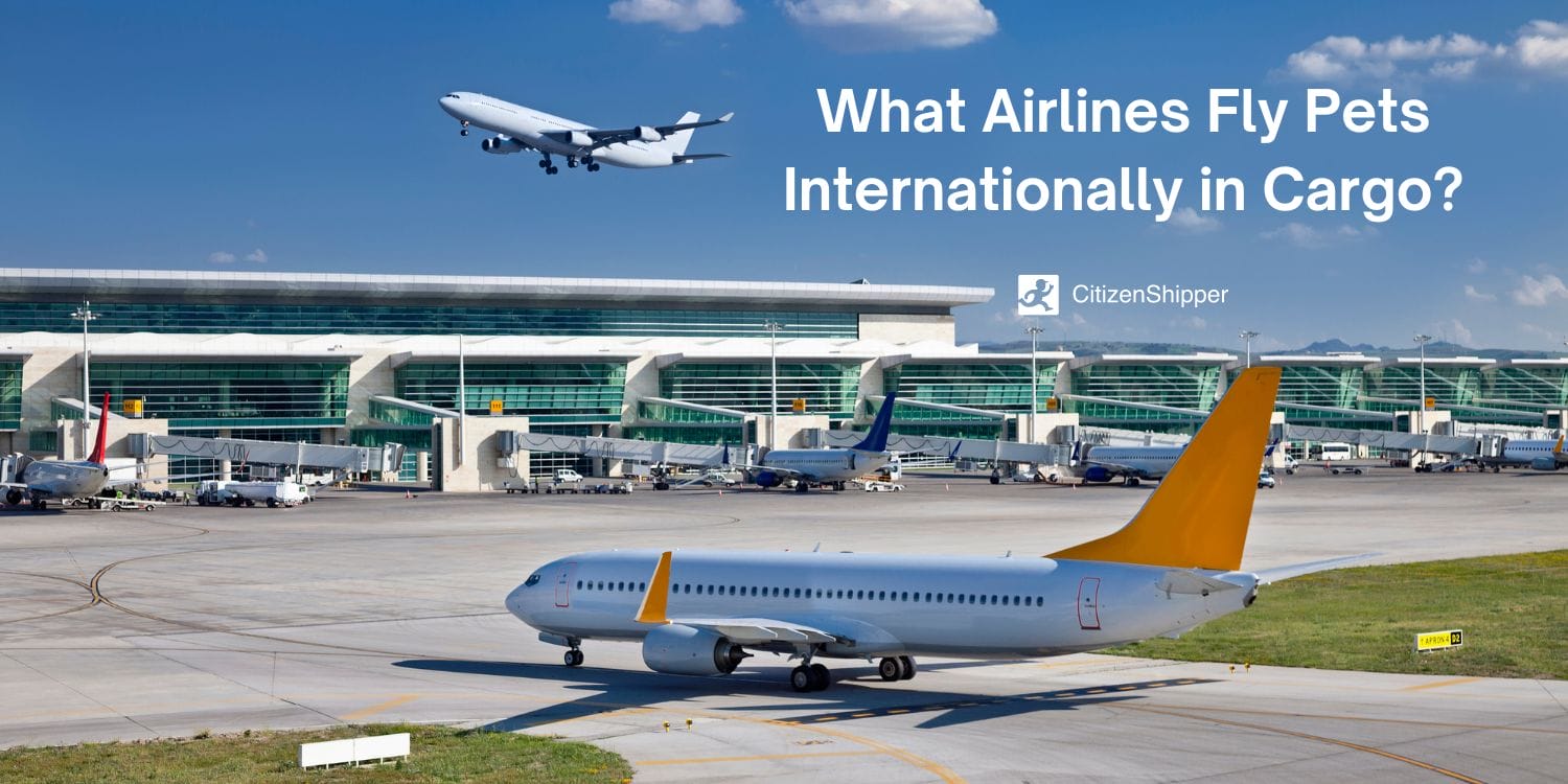 Airlines That Fly Pets Internationally in Cargo CitizenShipper Blog