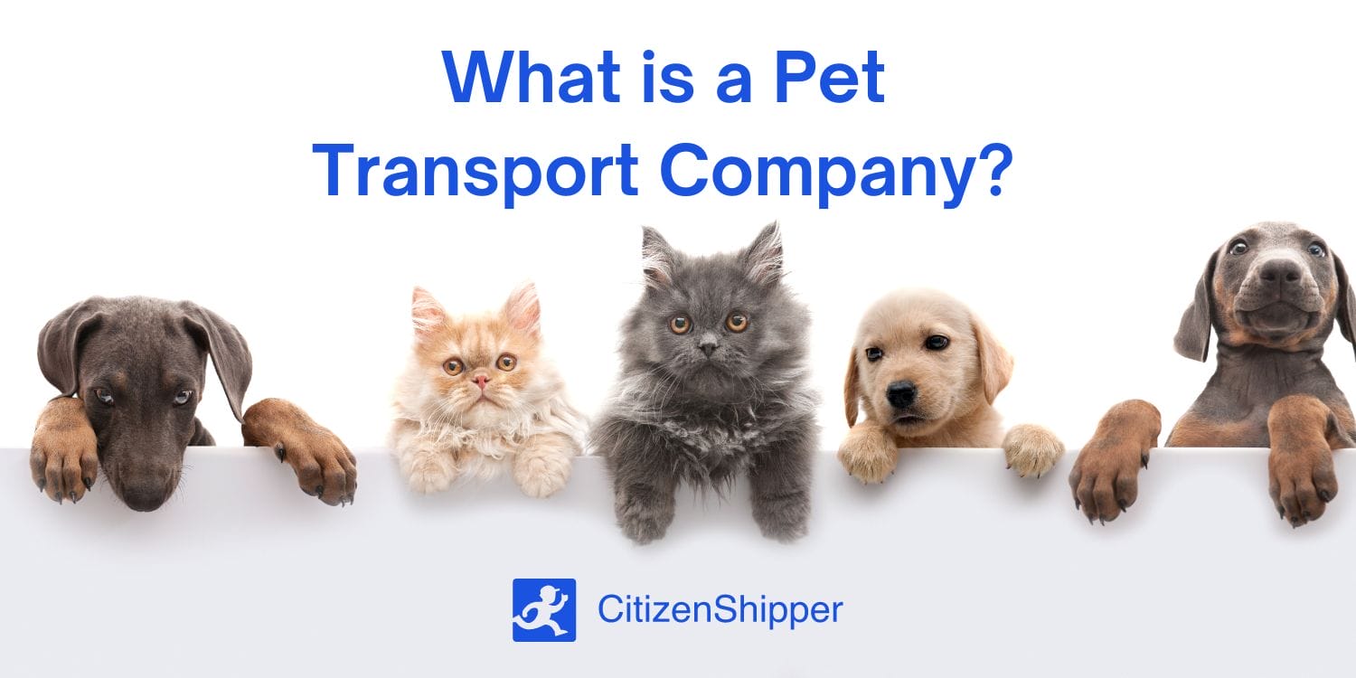 10 Best Pet Transport Services in 2023