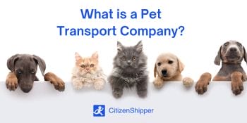 Definition: Company specializing in transporting pets.