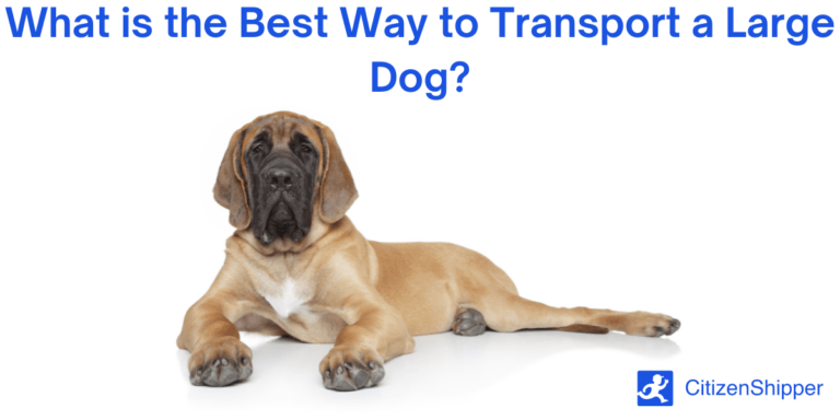 large dog, transport