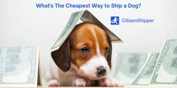 Shipping, Dog