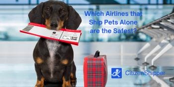 Safest airlines for shipping pets alone.