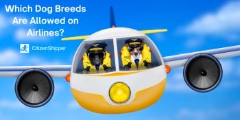 dog breeds, allowed, airlines.