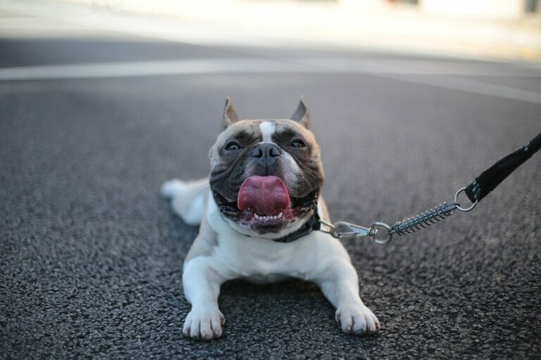 A stranded dog is unable to access Animal Transport service on the street with its tongue out.