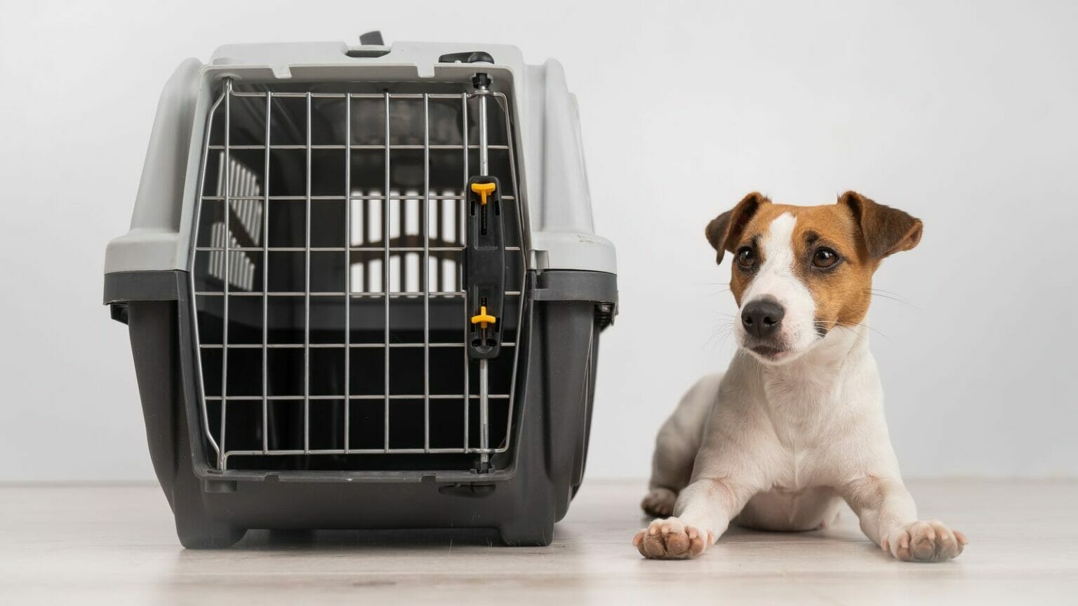 How do dogs get shipped on planes? The whole process explained