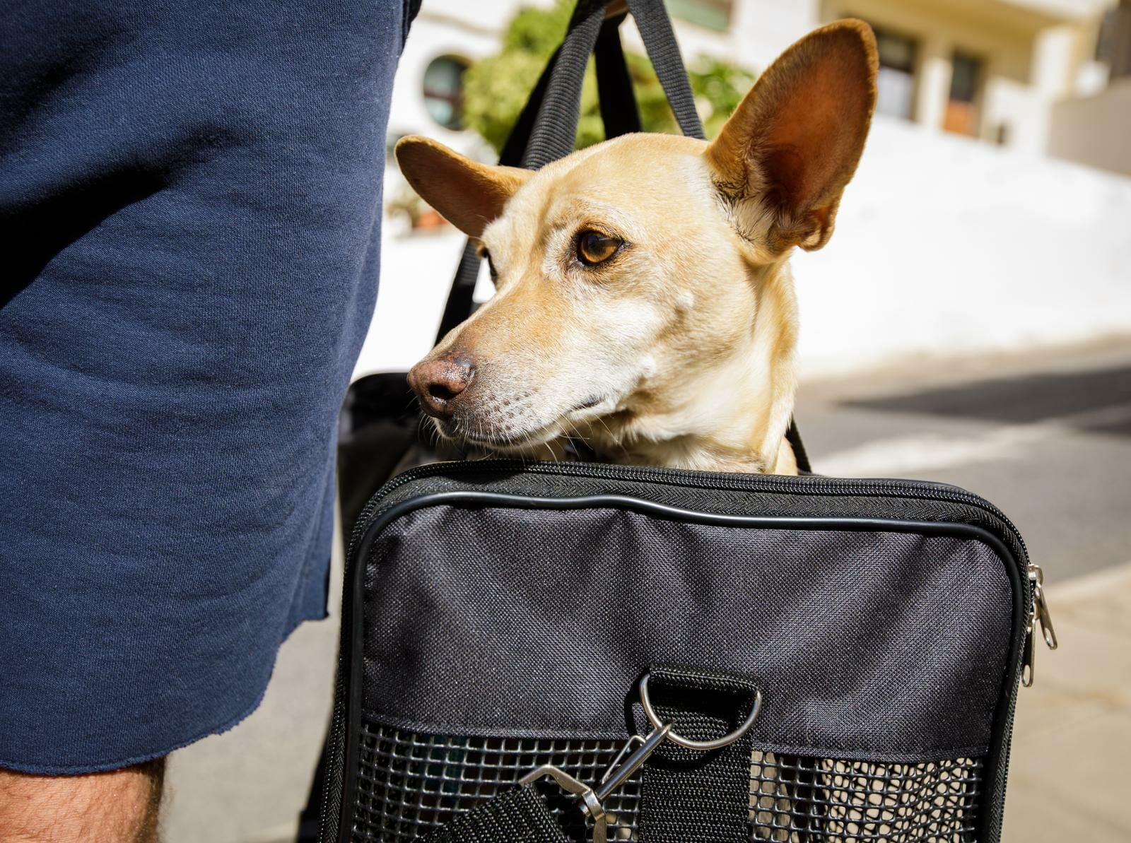 Alaska Airlines Pet Policy Traveling with Dogs & Cats Safely