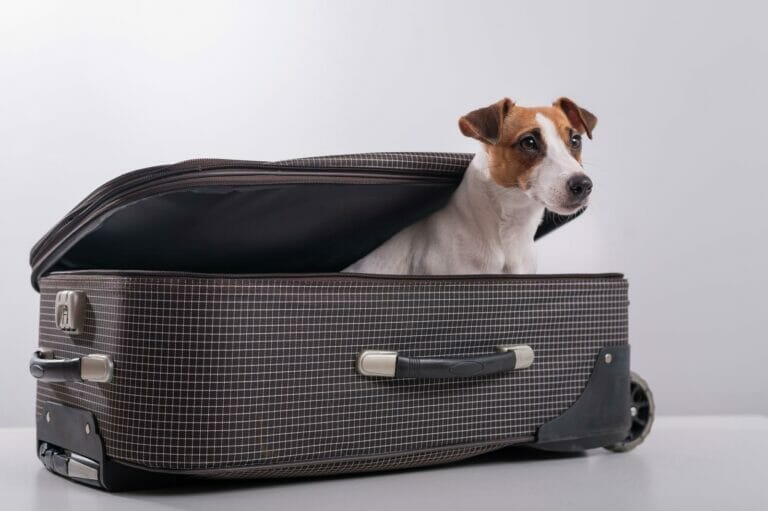 A dog is sitting inside a suitcase while flying.