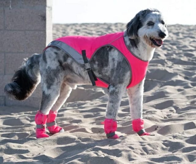 The cooling vest is an eye-catching summer dog accessory.