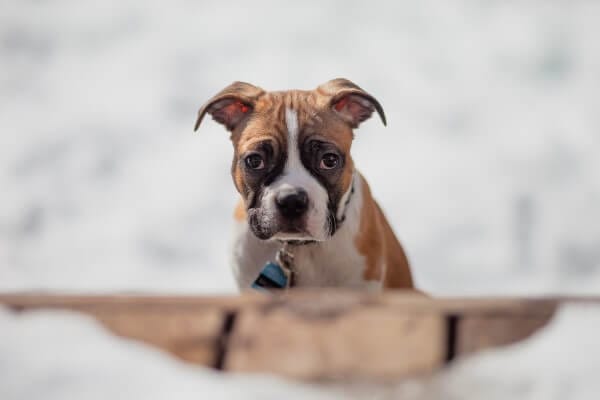 Boxers are a popular breed that aren't allowed to fly in the cargo area of a plane.
