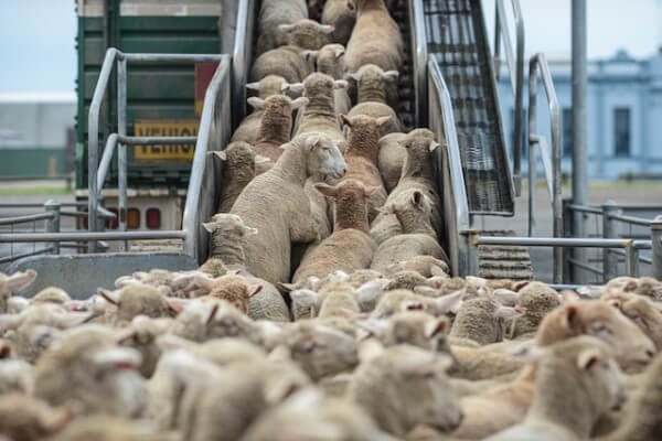 Sheep being loaded onto a truck for animal transport.