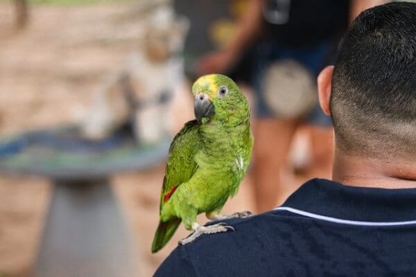 A parrot perched on a man's shoulder.