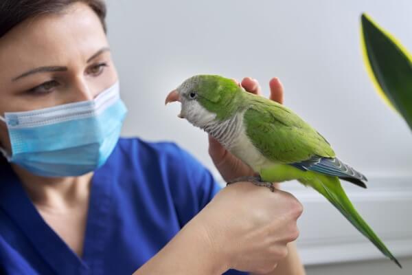 A vet holding a green parrot adheres to AWA standards for birds.